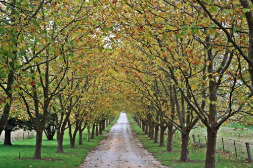 Autumn in the Southern Highlands
